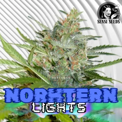 Northern Lights Cannabis Stecklinge - Hanfjack