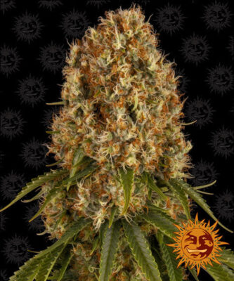 Orange Sherbert - Bushdoctor