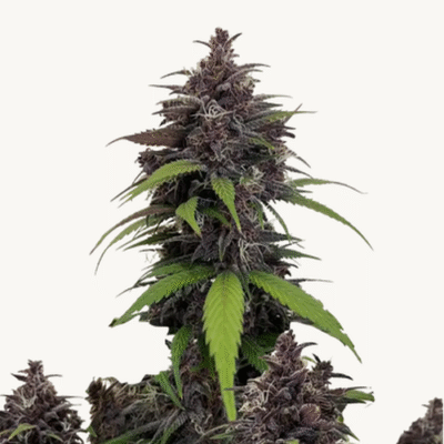 Purple Haze - Bushdoctor