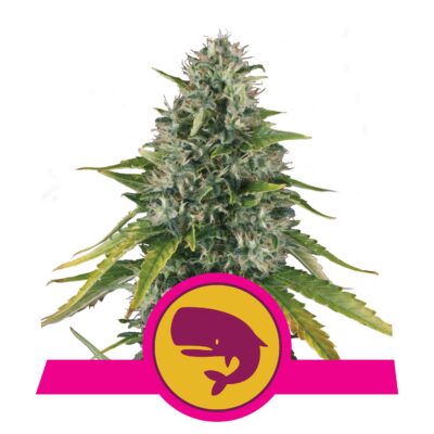 Royal Moby - Bushdoctor