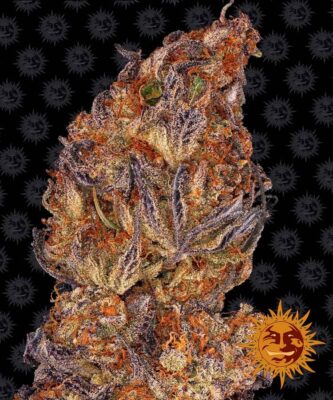 Runtz - Bushdoctor
