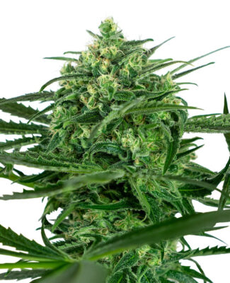 Sensi Amnesia - Bushdoctor