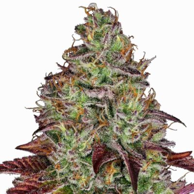 Sensi Seeds Tezla OG 3 Stück - Hanfjack