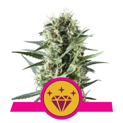 Special Kush #1 - Bushdoctor