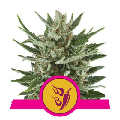 Speedy Chile - Bushdoctor