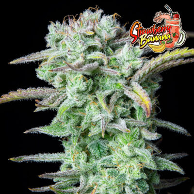 Strawberry Banana Auto 5 Stück - Bushdoctor