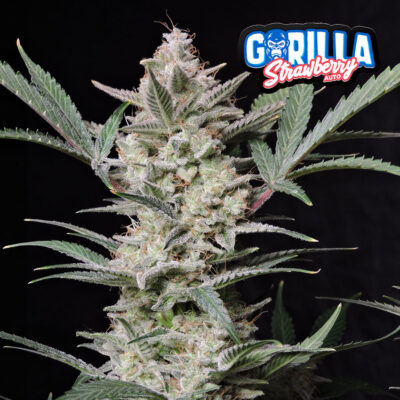 Strawberry Gorilla Auto 5 Stück - Bushdoctor