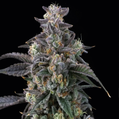 Super Boof - Bushdoctor