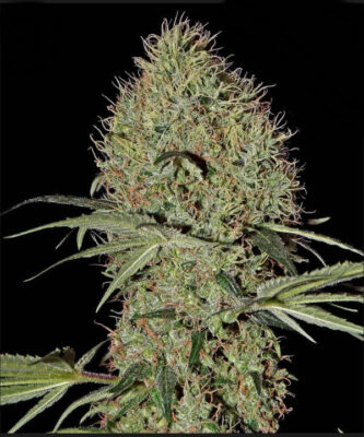 Super Bud - Bushdoctor