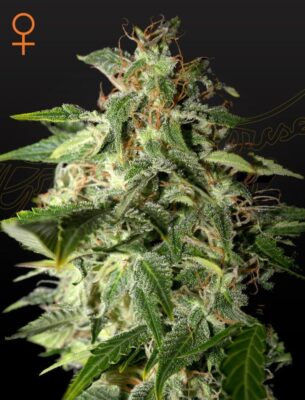 Afgooey Feminisiert-3 Samen - Seeds24