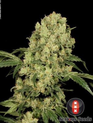 AK-47 Feminisiert-3 Samen - Seeds24