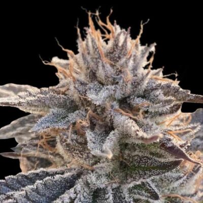 Alaskan Do-Si-Dos Feminisiert-3 Samen - Seeds24