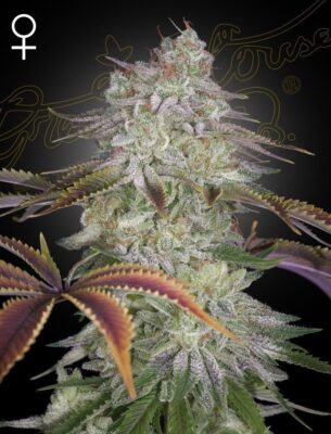 AlienZ Feminisiert-3 Samen - Seeds24