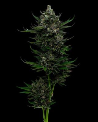 All Gas OG Auto-3 Samen - Seeds24