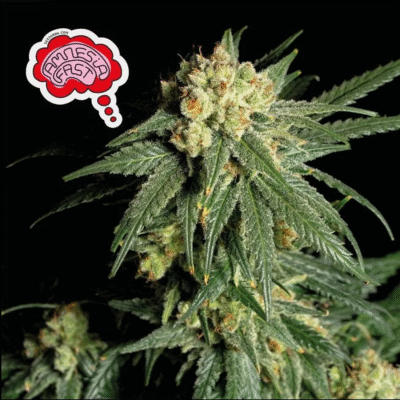 Amnesia FAST Feminisiert-50 Samen - Seeds24