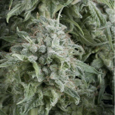 Auto Anubis-3 Samen - Seeds24