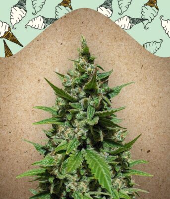 Auto Gelato-4 Samen - Seeds24
