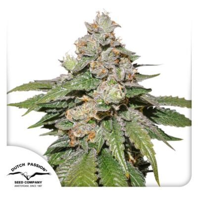 Auto Mokum's Tulip-3 Samen - Seeds24