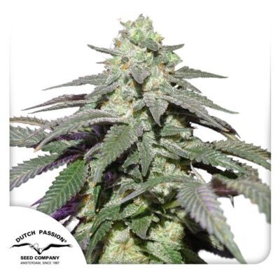Auto Skywalker Haze-3 Samen - Seeds24