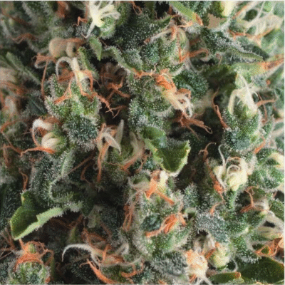 Auto Super OG Kush-3 Samen - Seeds24