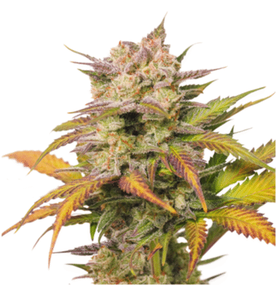 Auto Sweet Bourbon Kush -3 Samen - Seeds24