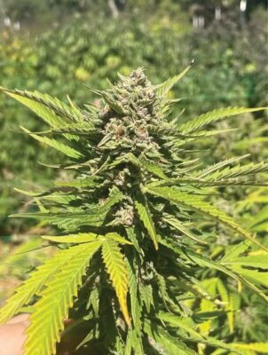 Banana Melt Feminisiert-3 Samen - Seeds24