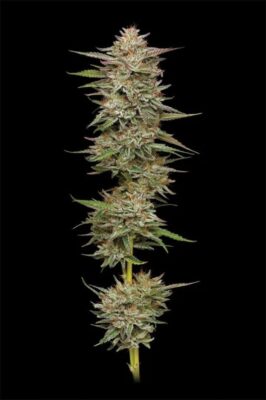 Banana OG Feminisiert-3 Samen - Seeds24