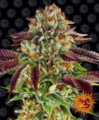 Biscotti Mintz Feminisiert-3 Samen - Seeds24