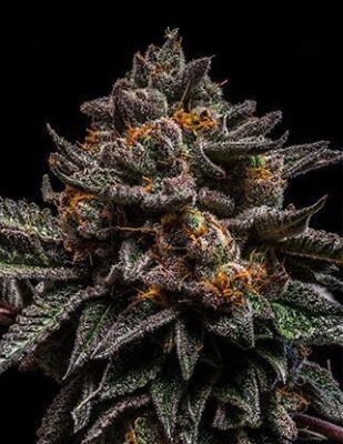 Braincake Feminised-3 Samen - Seeds24