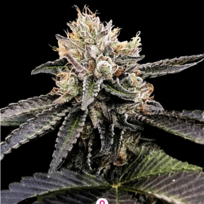 Cataract Cake Feminisiert-3 Samen - Seeds24