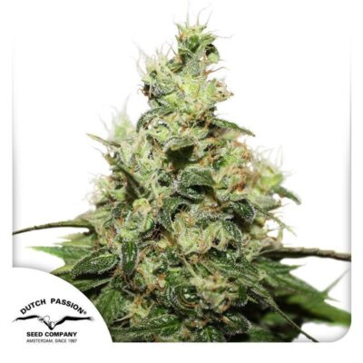 CBD Kush-3 Samen - Seeds24