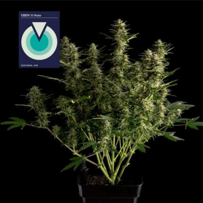 CBDV 1:1 Auto-3 Samen - Seeds24