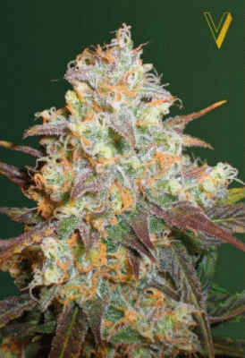 Chocodope Feminisiert-3 Samen - Seeds24