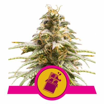 Chocolate Haze Feminisiert-3 Samen - Seeds24