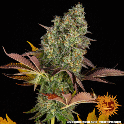 Cookies Kush Automatic-3 Samen - Seeds24