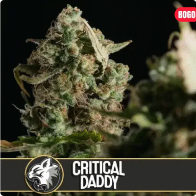 Critical Daddy Purple Feminisiert-3 Samen - Seeds24