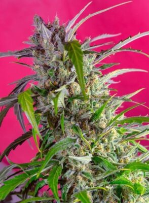 Crystal Candy Auto-3 Samen - Seeds24