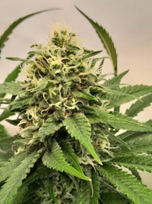 Crystal White Kush Feminisiert-3 Samen - Seeds24