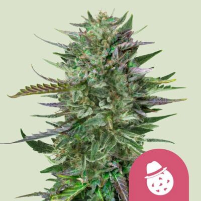 Do-Si-Dos Feminisiert-3 Samen - Seeds24