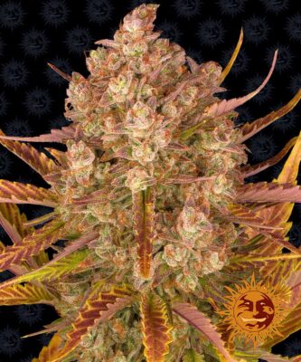 Dos Si Dos Auto-3 Samen - Seeds24