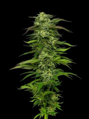 Dream Queen Auto-3 Samen - Seeds24