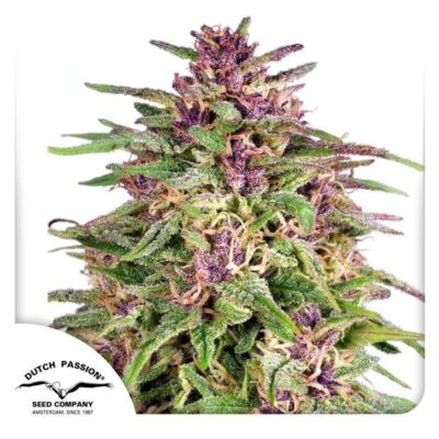Frisian Dew Feminisiert-3 Samen - Seeds24