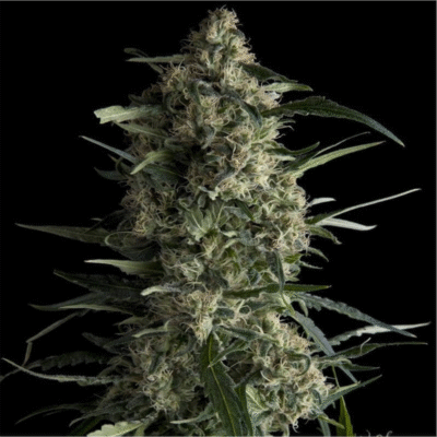 Galaxy Feminisiert-3 Samen - Seeds24
