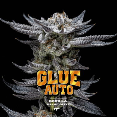 Gorilla Glue Auto-4 Samen - Seeds24