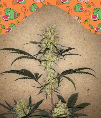 Grape Amnesia Feminisiert-4 Samen - Seeds24
