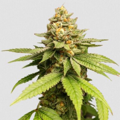Green Papaya Feminisiert-3 Samen - Seeds24