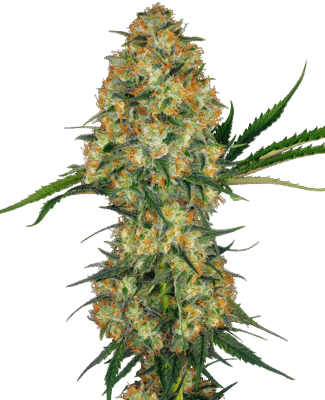 Hindu Kush Feminisiert-3 Samen - Seeds24