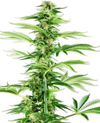 Honey Melon Haze Feminisiert-3 Samen - Seeds24