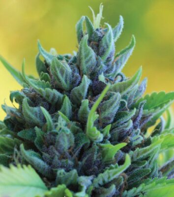 Humboldt Dream Auto-3 Samen - Seeds24