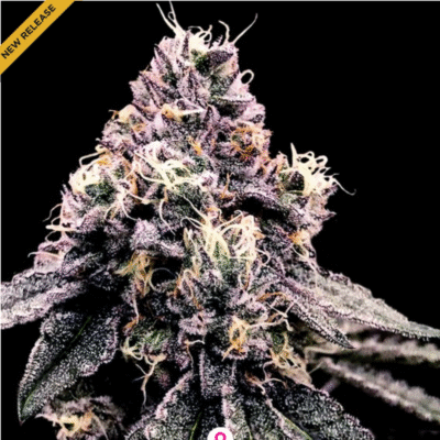 Kosher Pie Feminisiert-3 Samen - Seeds24